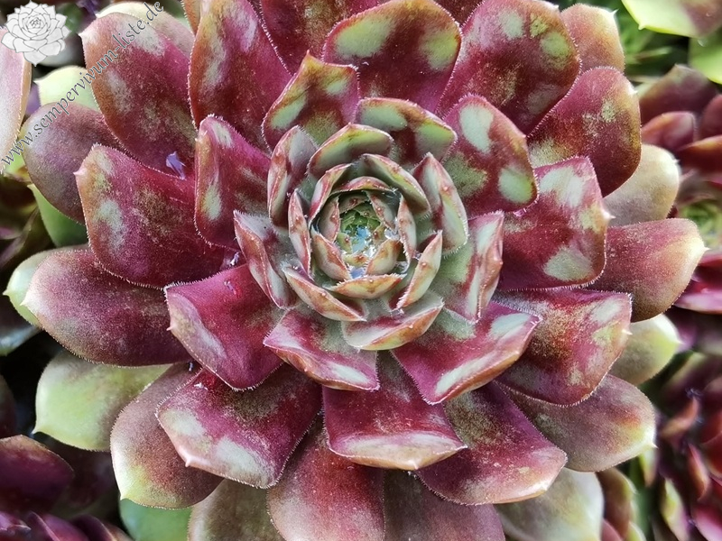 Copper Rockoon