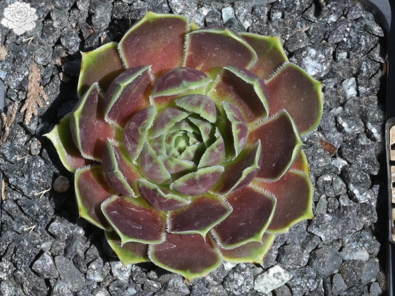 Gloriole / Jovi