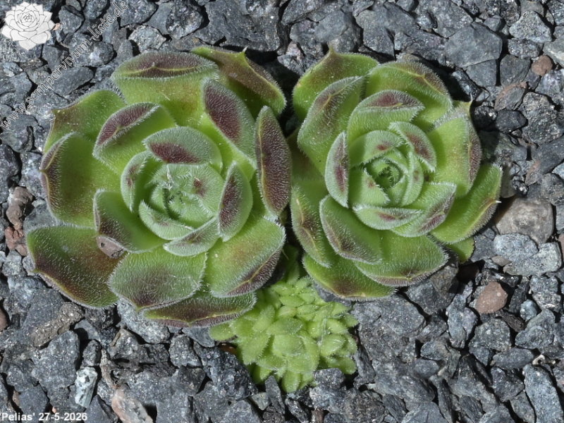 Pelias / Jovi