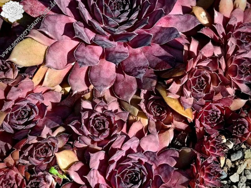 Hummel